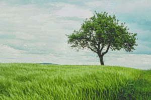 bOvf94dPRxWu0u3QsPjF_tree (1)